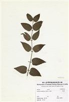 藏品(毛茉莉)的圖片